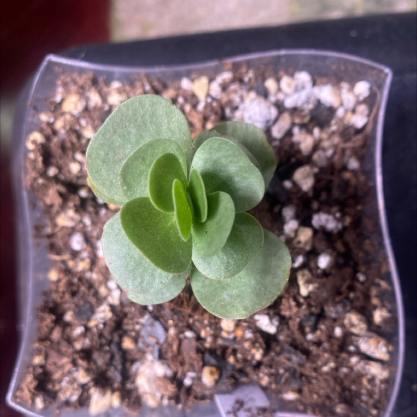 Photo of the plant species 'Ihi by @PioneerRutabaga named Portulaca Molokiniensis on Greg, the plant care app