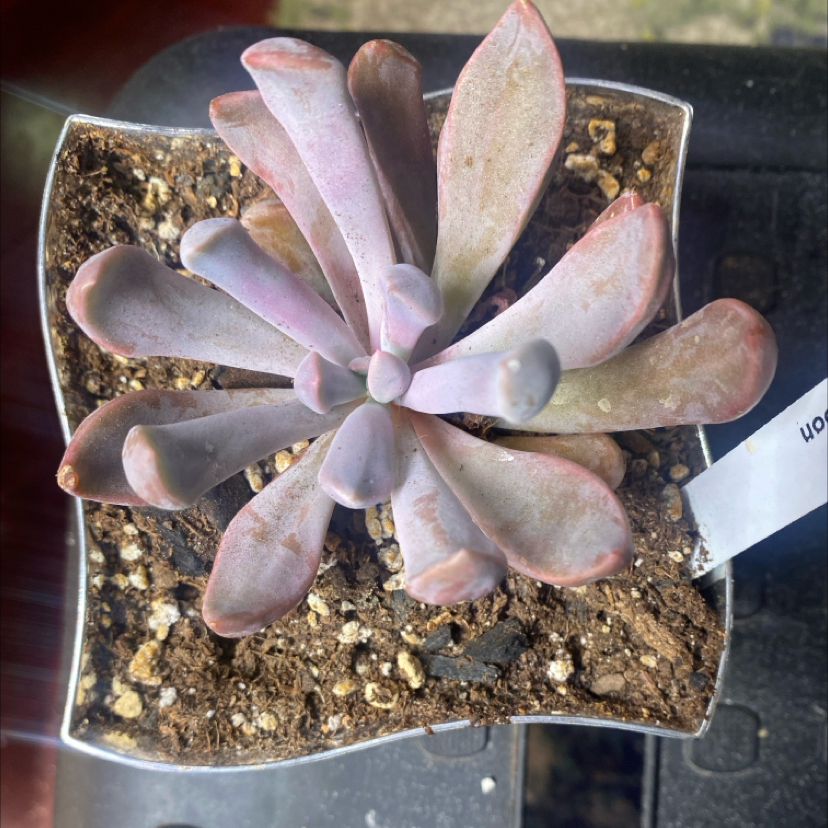 Photo of the plant species Echeveria Lilac Spoon by @PioneerRutabaga named Echeveria Lilac Spoon on Greg, the plant care app