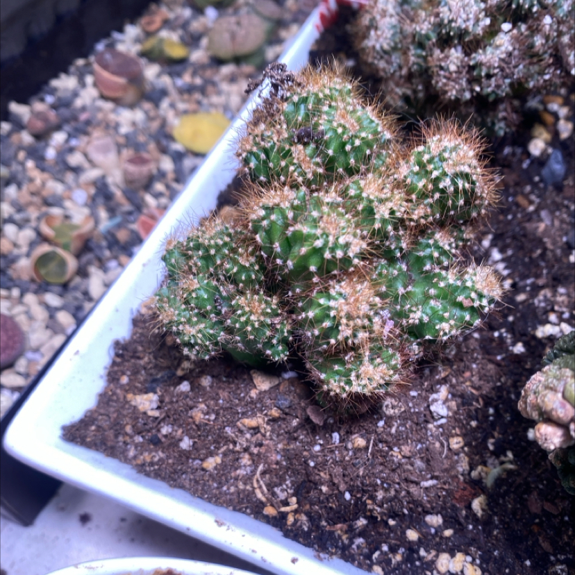 Photo of the plant species Peruvian Apple Cactus Monstrose by @PioneerRutabaga named Cactus - cereus Peruvianus Monstrose on Greg, the plant care app