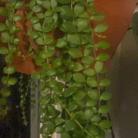 Lipstick Vine -Aeschynanthus Radicans