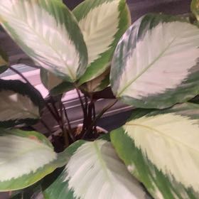 Plant care for calathea exotica on Greg, the plant care app