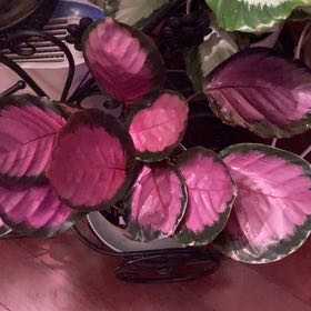 Photo of the plant species Calathea 'Crimson' by @PioneerRutabaga named Calathea ‘Crimson’ on Greg, the plant care app