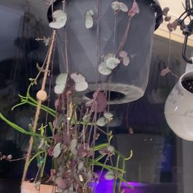 Photo of the plant species String of Hearts 'Silver Glory' by @PioneerRutabaga named String of Hearts ‘Silver Glory’ on Greg, the plant care app