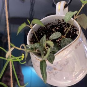 Photo of the plant species String of Spades by @PioneerRutabaga named String of Spades on Greg, the plant care app
