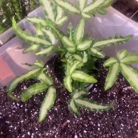 Photo of the plant species Cretan Brake Fern 'Albolineata' by @PioneerRutabaga named Fern - Cretan Brake ‘Albolineata’ on Greg, the plant care app