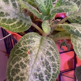 Photo of the plant species Flame Violet 'Emerald Velvet' by @PioneerRutabaga named Episcia ‘Emerald Velvet’ on Greg, the plant care app