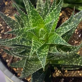 Photo of the plant species Gasteraloe by @PioneerRutabaga named Gasteraloe on Greg, the plant care app