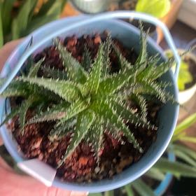 Photo of the plant species Aloe descoingsii haworthioides by @PioneerRutabaga named Aloe ‘Pe-Pe’ on Greg, the plant care app