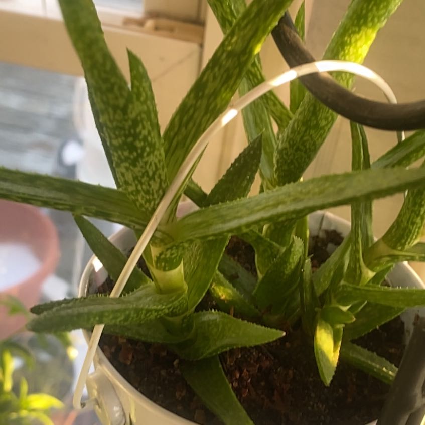 Photo of the plant species Gasteria Acinacifolia by @PioneerRutabaga named Gasteria Acinacifolia on Greg, the plant care app