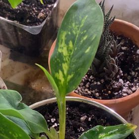 Photo of the plant species Dieffenbachia 'Starbright' by @PioneerRutabaga named Dieffenbachia ‘Starbright’ on Greg, the plant care app