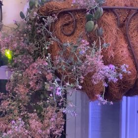 Photo of the plant species Red Fairy Crassula by @PioneerRutabaga named Crassula ‘Red Fairy’ on Greg, the plant care app