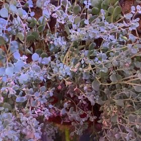 Photo of the plant species sedum by @PioneerRutabaga named Sedum ‘Sunsparkler’ on Greg, the plant care app