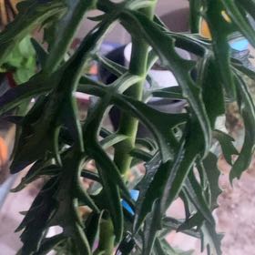 Photo of the plant species Christmas Tree Plant by @PioneerRutabaga named Kalanchoe laciniata - Christmas Tree Plant on Greg, the plant care app