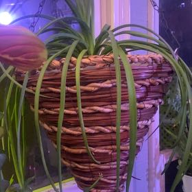 Photo of the plant species Mangave 'Mad About Mangave' by @PioneerRutabaga named Mangave ‘Mad About Mangave’ on Greg, the plant care app