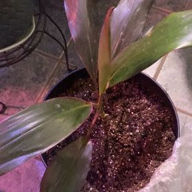 Photo of the plant species Cordyline 'Ruby' by @PioneerRutabaga named Cordyline ‘Ruby’ on Greg, the plant care app