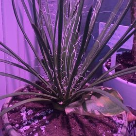 Photo of the plant species Agave Geminiflora by @PioneerRutabaga named Agave Geminifloria on Greg, the plant care app