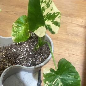 Photo of the plant species Alocasia Dawn Variegated by @PioneerRutabaga named Alocasia Dawn Variegated on Greg, the plant care app