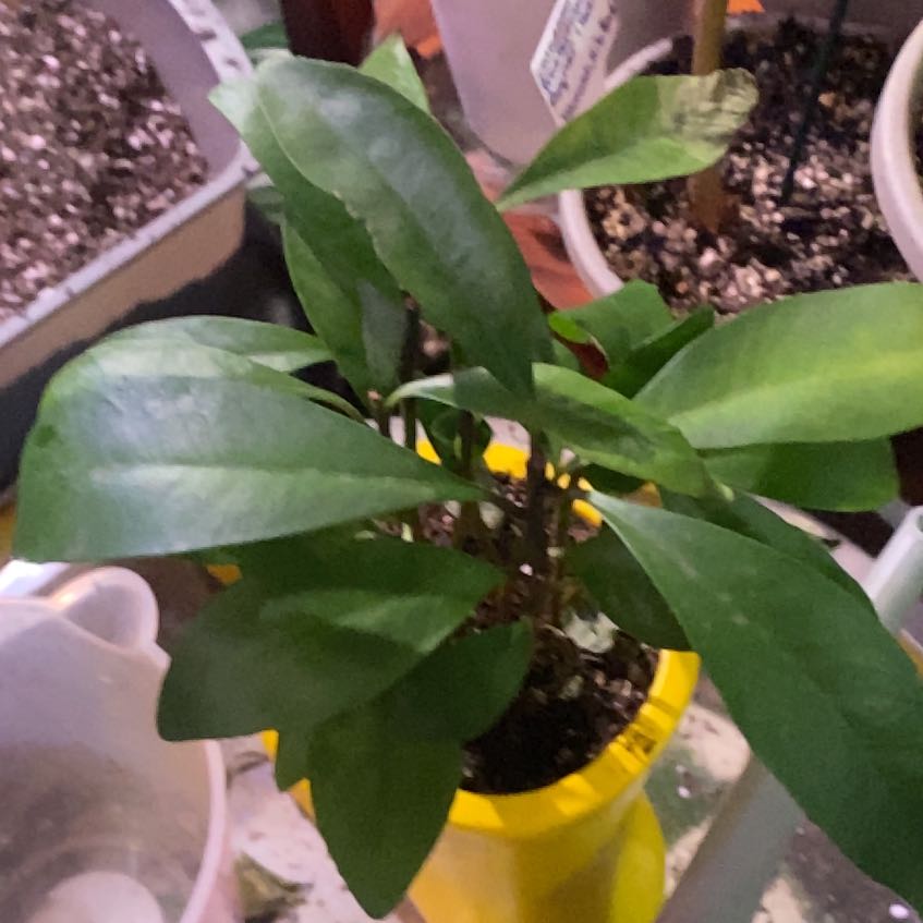 Photo of the plant species Low Shoebutton by @PioneerRutabaga named Low Shoebutton on Greg, the plant care app