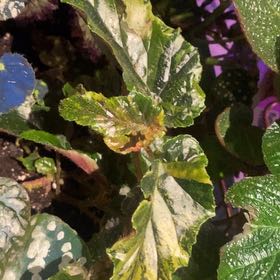Photo of the plant species Variegated Begonia maculata by @PioneerRutabaga named Begonia Maculata Variegated on Greg, the plant care app