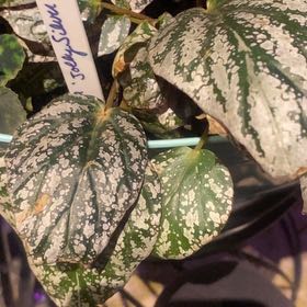 Photo of the plant species Jurassic Rex begonia silver swirl by @PioneerRutabaga named Begonia ‘Jolly Time’ on Greg, the plant care app