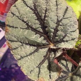 Photo of the plant species Rex Begonia 'Fedor' by @PioneerRutabaga named Begonia ‘Fedor’ on Greg, the plant care app