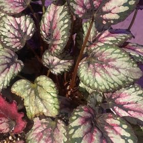 Photo of the plant species Rex Begonia 'Salsa' by @PioneerRutabaga named Begonia ‘Salsa’ on Greg, the plant care app