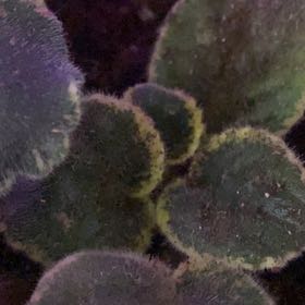 Photo of the plant species African Violet by @PioneerRutabaga named African Violet on Greg, the plant care app