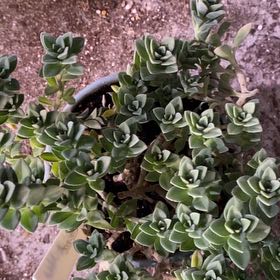 Photo of the plant species Spur Flower Mike's Fuzzy Wuzzy by @PioneerRutabaga named Spur Flower Mikes Fuzzy Wuzzy on Greg, the plant care app