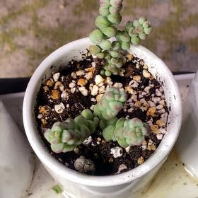 Photo of the plant species Crassula 'Baby Surprise' by @PioneerRutabaga named Crassula Baby Surprise’ on Greg, the plant care app