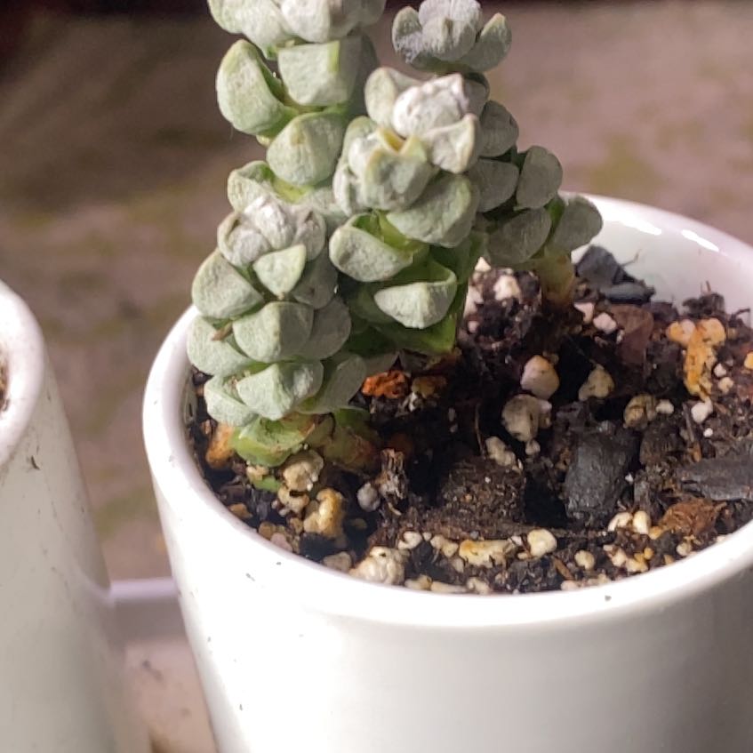 Photo of the plant species Crassula deceptor by @PioneerRutabaga named Crassula Deceptor on Greg, the plant care app
