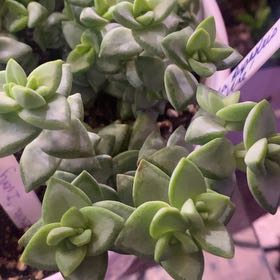 Photo of the plant species Rosary Vine by @PioneerRutabaga named Crassula Rupestris subsp. Commulata on Greg, the plant care app