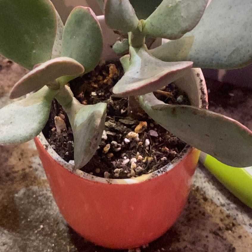 Photo of the plant species Chinese Jade by @PioneerRutabaga named Crassula ‘Silver Dollar’ on Greg, the plant care app