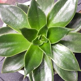 Photo of the plant species Sucula by @PioneerRutabaga named Echeveria Mexicana on Greg, the plant care app