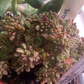 Photo of the plant species Dwarf Aeonium by @PioneerRutabaga named Aeonium ‘Dwarf’ on Greg, the plant care app