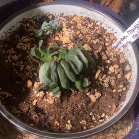 Photo of the plant species Horse's Teeth Haworthia by @PioneerRutabaga named Haworthia Horses Teeth on Greg, the plant care app