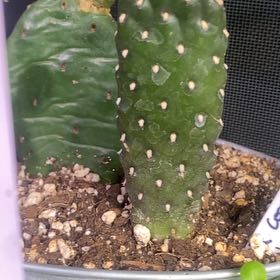 Photo of the plant species Caribbean Tree Cactus by @PioneerRutabaga named Cactus - Caribbean Tree - Opuntia Consolea Falcata on Greg, the plant care app