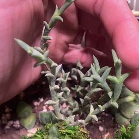 Photo of the plant species Doringvygie by @PioneerRutabaga named Doringvygie on Greg, the plant care app