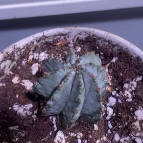 Photo of the plant species Snowflake Euphorbia by @PioneerRutabaga named Cactus - Euphorbia Snowflake on Greg, the plant care app