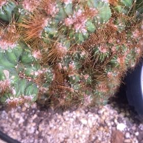 Photo of the plant species Cereus peruvianus f. monstrose 'Camelot' by @PioneerRutabaga named Cactus - Cereus Peruvianus f. monstrose ‘Camelot’ on Greg, the plant care app