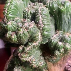 Photo of the plant species Cereus 'Wild Crest' by @PioneerRutabaga named Cactus - Cereus ‘Wild Crest’ on Greg, the plant care app
