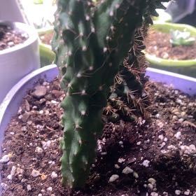 Photo of the plant species Cereus repandus f. monstrose 'Cafe' by @PioneerRutabaga named Cactus - Cereus Repandus F. monstrose ‘Cafe’ on Greg, the plant care app