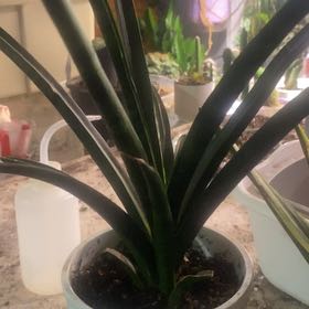Photo of the plant species cylindrical snake plant by @PioneerRutabaga named Snake Plant Sanseviera Cylindrical on Greg, the plant care app