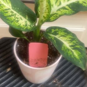 Photo of the plant species Dieffenbachia 'Sublime' by @PioneerRutabaga named Dieffenbachia ‘Sublime’ on Greg, the plant care app