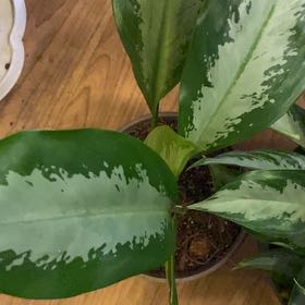 Photo of the plant species Green Lady by @PioneerRutabaga named Aglaonema ‘Green Lady’ on Greg, the plant care app