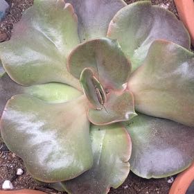 Photo of the plant species Echeveria 'Fireglow' by @PioneerRutabaga named Echeveria ‘Fireglow’ on Greg, the plant care app