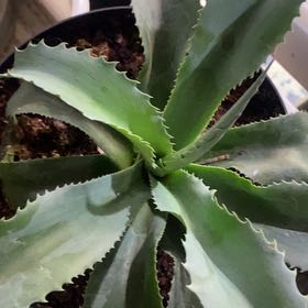 Photo of the plant species Whale's Tongue Agave by @PioneerRutabaga named Agave ‘Whales’s Tongue’ on Greg, the plant care app