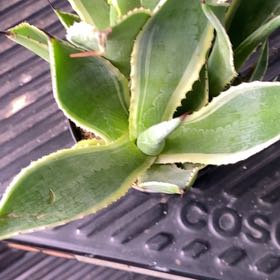 Photo of the plant species Agave mitis 'Multicolor' by @PioneerRutabaga named Agave Mitis ‘Multicolor’ on Greg, the plant care app