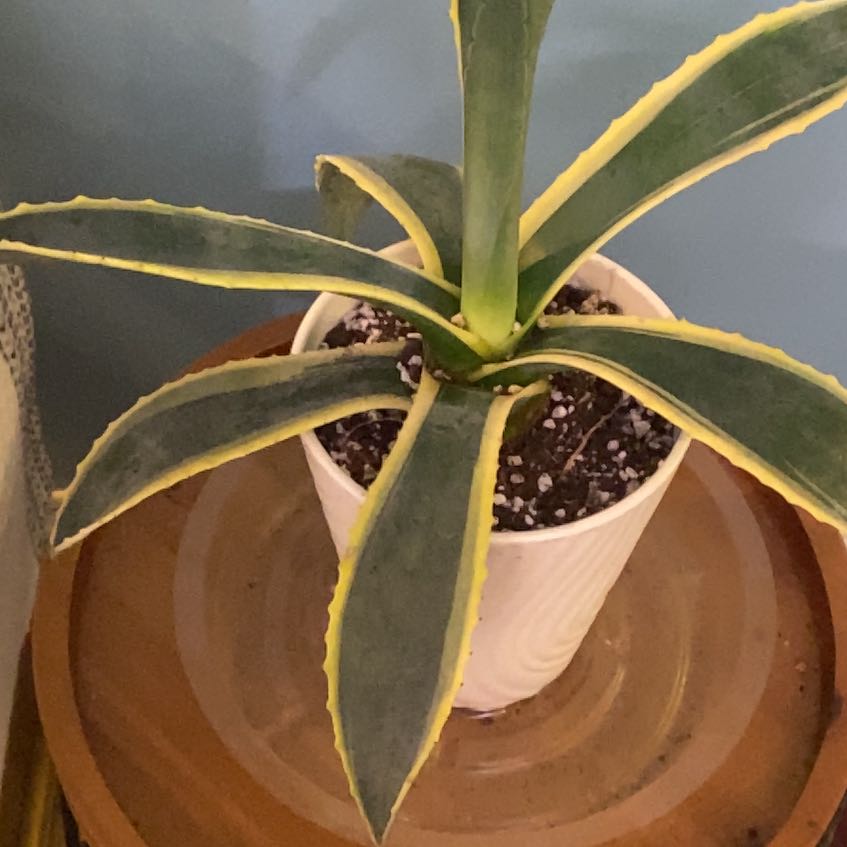 Photo of the plant species Varigated Agave by @PioneerRutabaga named Agave Americana Variegated on Greg, the plant care app