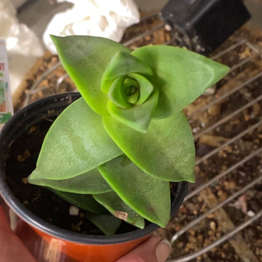 Photo of the plant species Ivory Towers Crassula by @PioneerRutabaga named Crassula ‘Star Shine’ on Greg, the plant care app