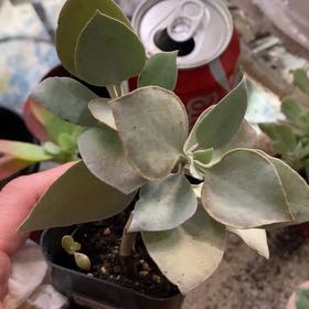 Photo of the plant species Silver Teaspoons by @PioneerRutabaga named Kalanchoe ‘Silver Spoons’ on Greg, the plant care app